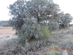 Rhamnus lycioides