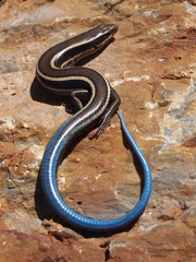 Plestiodon skiltonianus skiltonianus