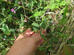 Lespedeza frutescens