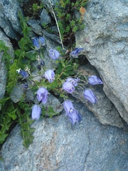 Campanula cenisia