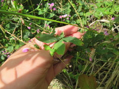 Lespedeza frutescens