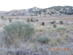 Macrochloa tenacissima