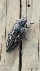 Chalcophora mexicana