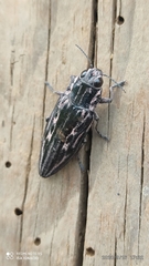 Chalcophora mexicana