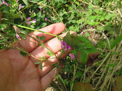 Lespedeza frutescens