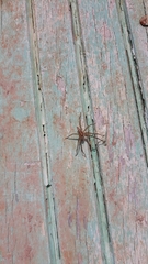Neoctenus