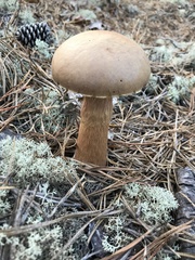 Aureoboletus projectellus