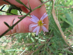 Symphyotrichum laeve concinnum