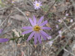 Olearia magniflora