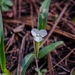 Commelina nivea - Photo (c) Heriberto Ávila-González, some rights reserved (CC BY-NC), uploaded by Heriberto Ávila-González