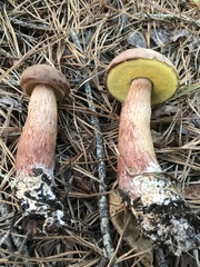 Aureoboletus projectellus