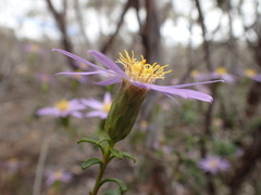 Olearia magniflora
