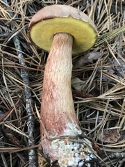 Aureoboletus projectellus