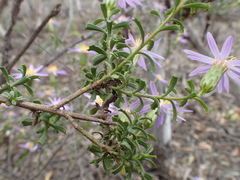 Olearia magniflora