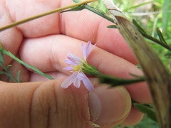 Symphyotrichum laeve concinnum