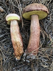 Aureoboletus projectellus