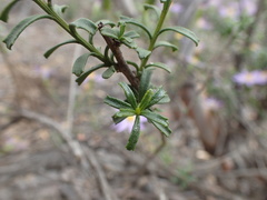 Olearia magniflora