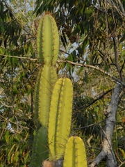 Cereus hexagonus