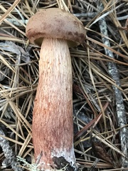 Aureoboletus projectellus
