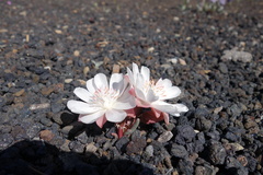 Lewisia rediviva