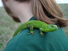 Lacerta agilis