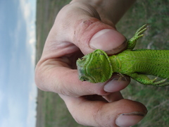 Lacerta agilis