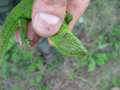 Lacerta agilis
