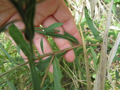 Symphyotrichum laeve concinnum