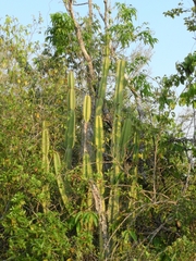 Cereus hexagonus
