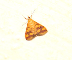 Pyrausta phoenicealis