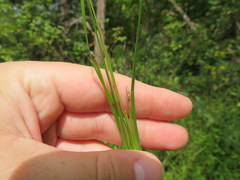 Eleocharis compressa