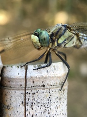 Orthetrum albistylum speciosum