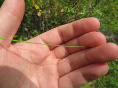 Eleocharis compressa