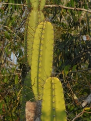 Cereus hexagonus