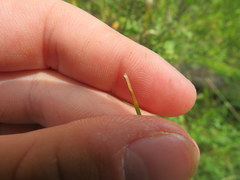 Eleocharis compressa