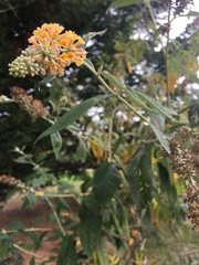 Buddleja weyeriana
