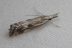 Catoptria oregonicus