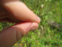 Eleocharis compressa