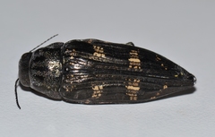 Buprestis consularis