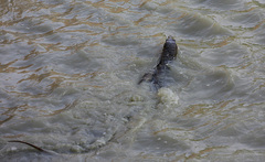 Varanus salvator macromaculatus