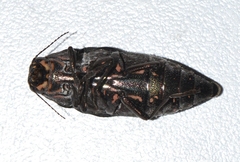 Buprestis consularis