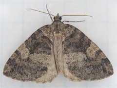 Hydriomena furcata