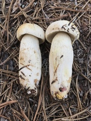 Retiboletus vinaceipes