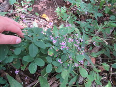 Lespedeza frutescens
