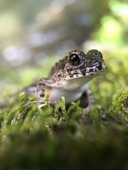 Fejervarya kawamurai