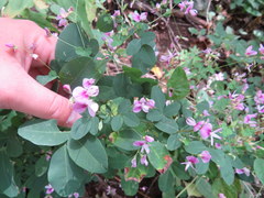 Lespedeza frutescens