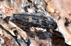 Buprestis consularis