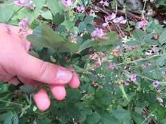 Lespedeza frutescens