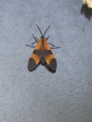 Dycladia emerita