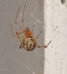 Parasteatoda tepidariorum